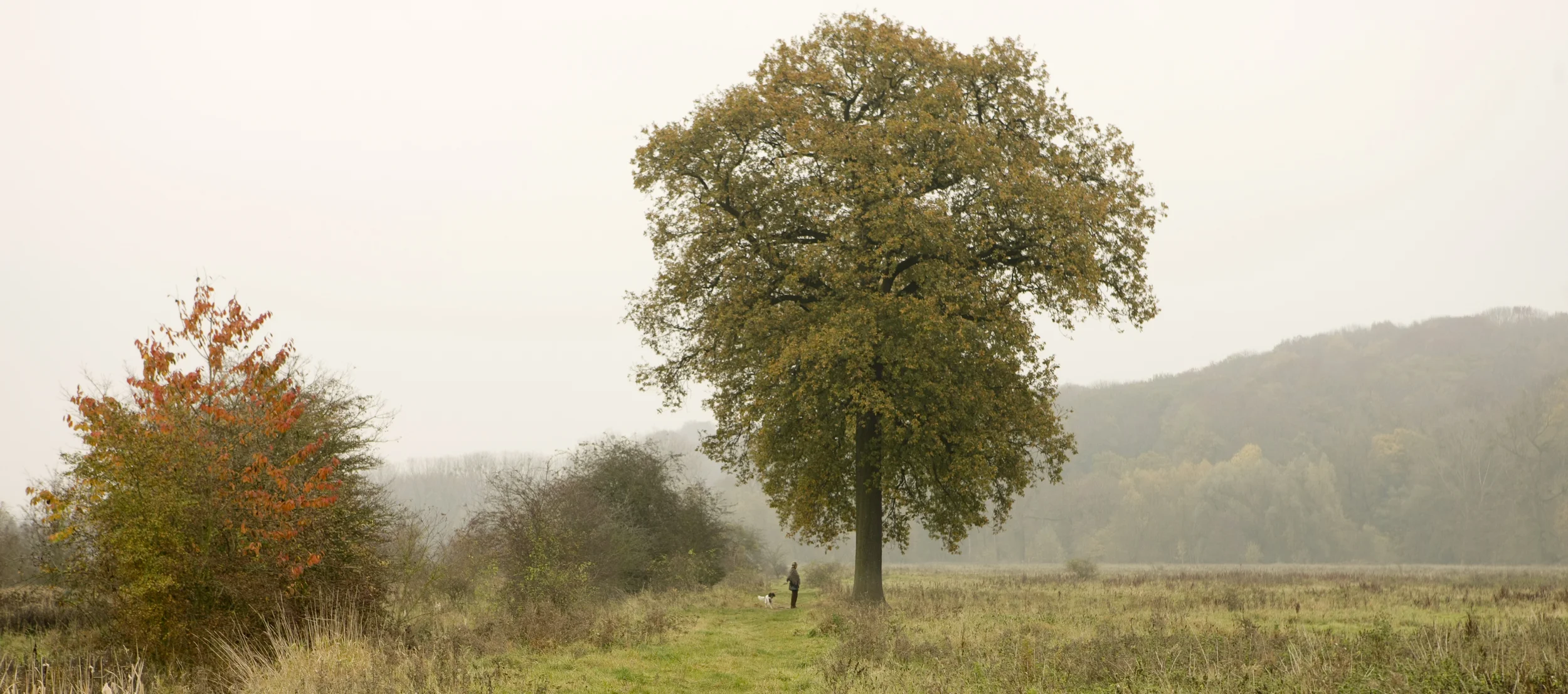 Natuurgebied Ingendeal