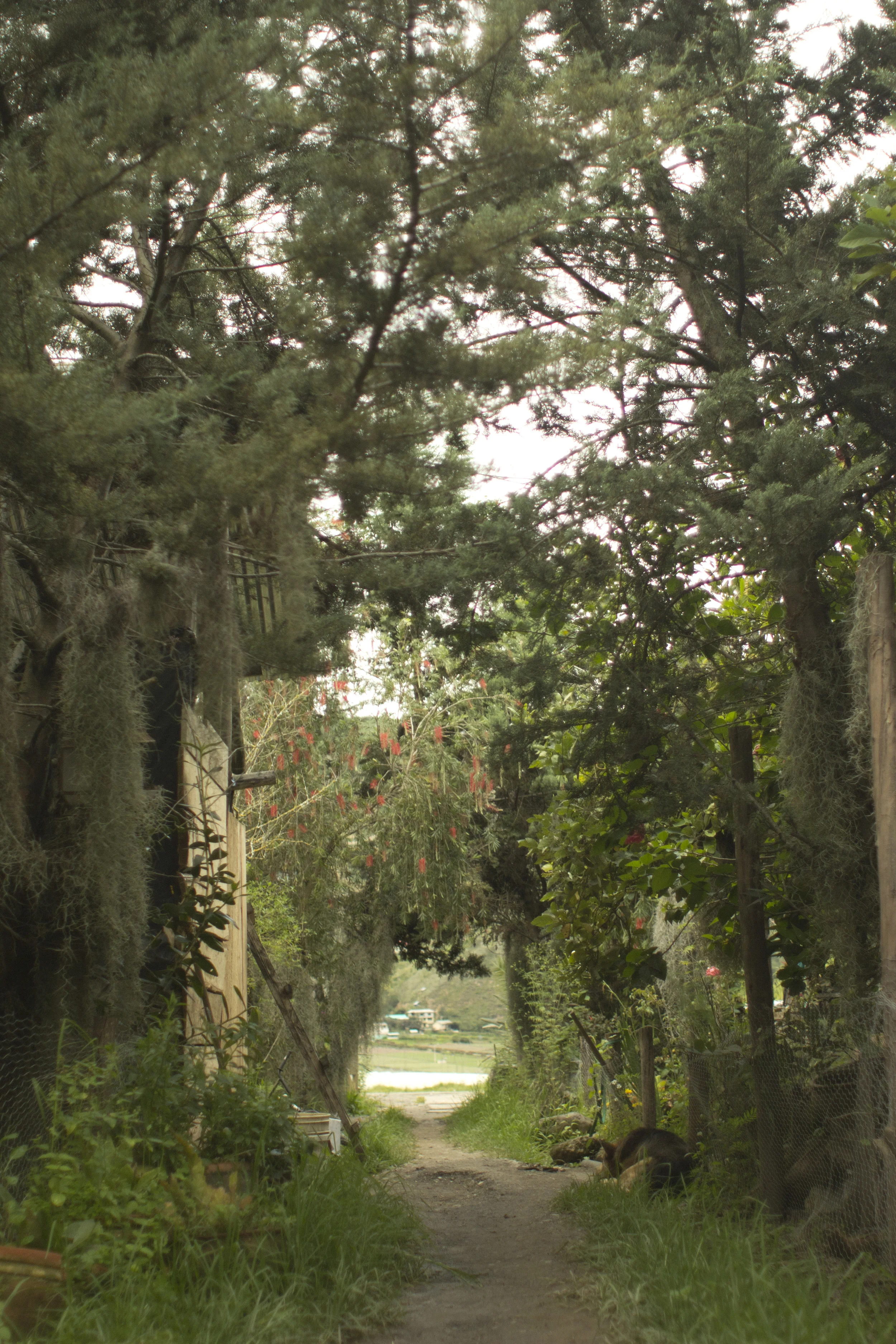 Walkway into Taller de las Macanas