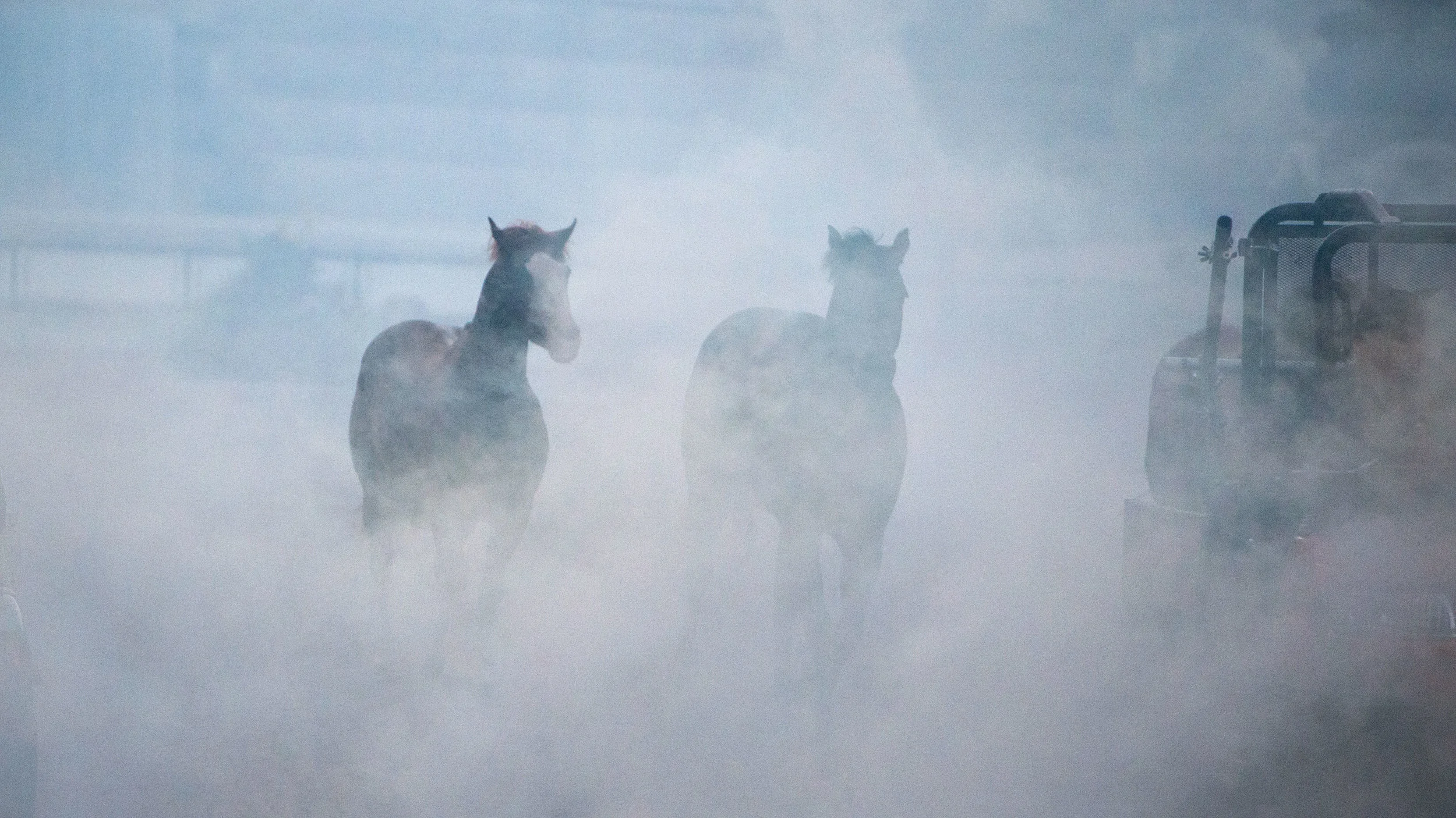 horses_1.jpg