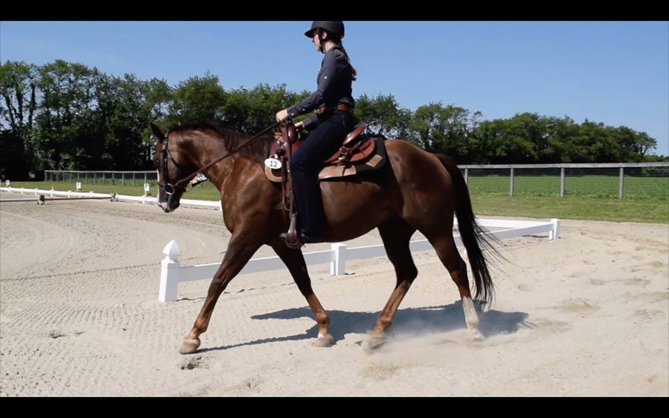 Scout at the Blue Moon Dressage Schooling Show June 26, 2016