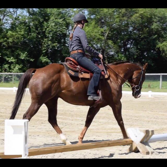 Scout at the Blue Moon Dressage Schooling Show June 26, 2016