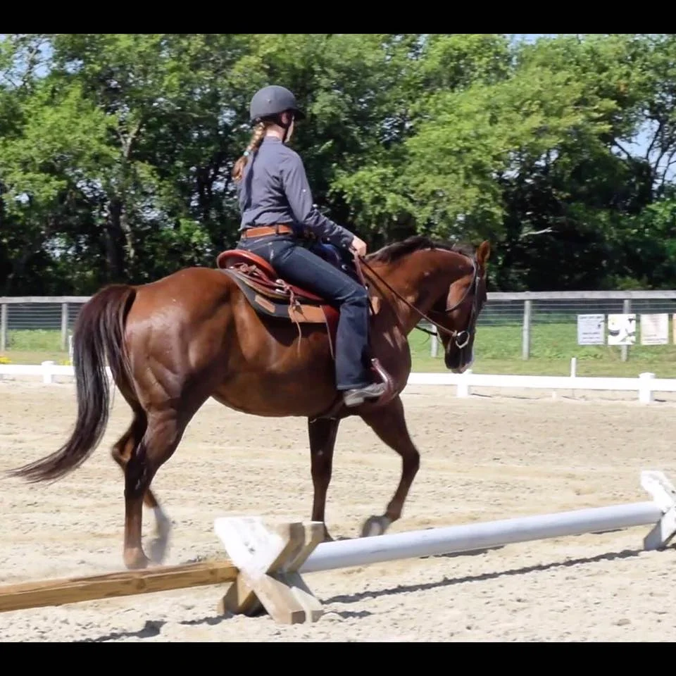 Scout at the Blue Moon Dressage Schooling Show June 26, 2016