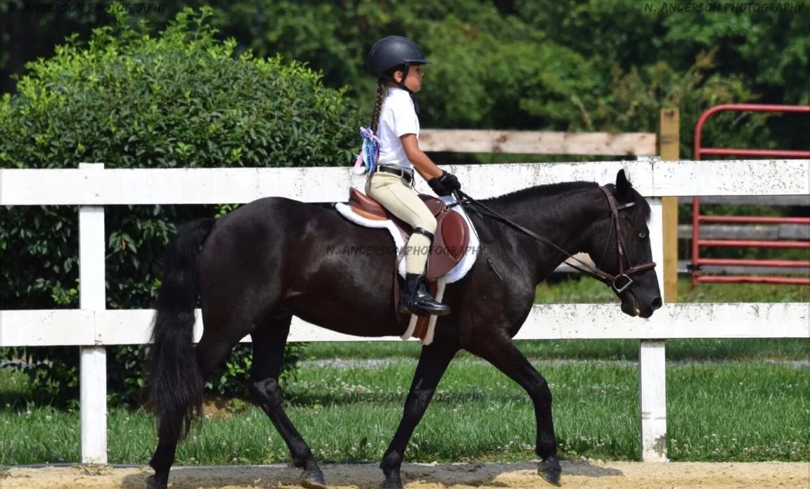 Hank at Eddis Farm Schooling Show Summer 2017