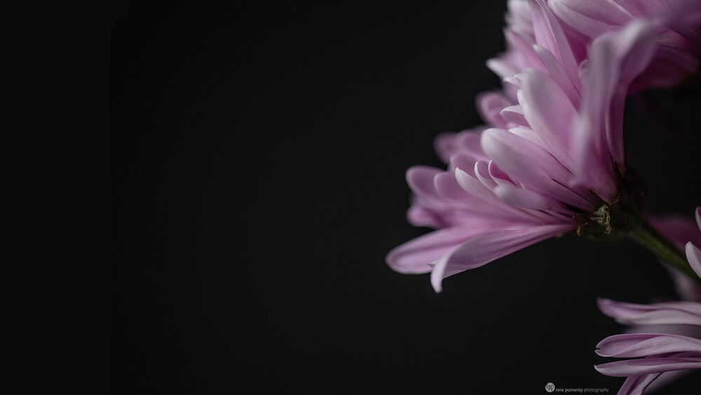 FREE Fine Art Botanical Wallpaper - Desktop and Mobile Devices — Bay Area Headshots FREE Fine Art Botanical Wallpaper - Desktop and Mobile Devices — Bay Area Headshots