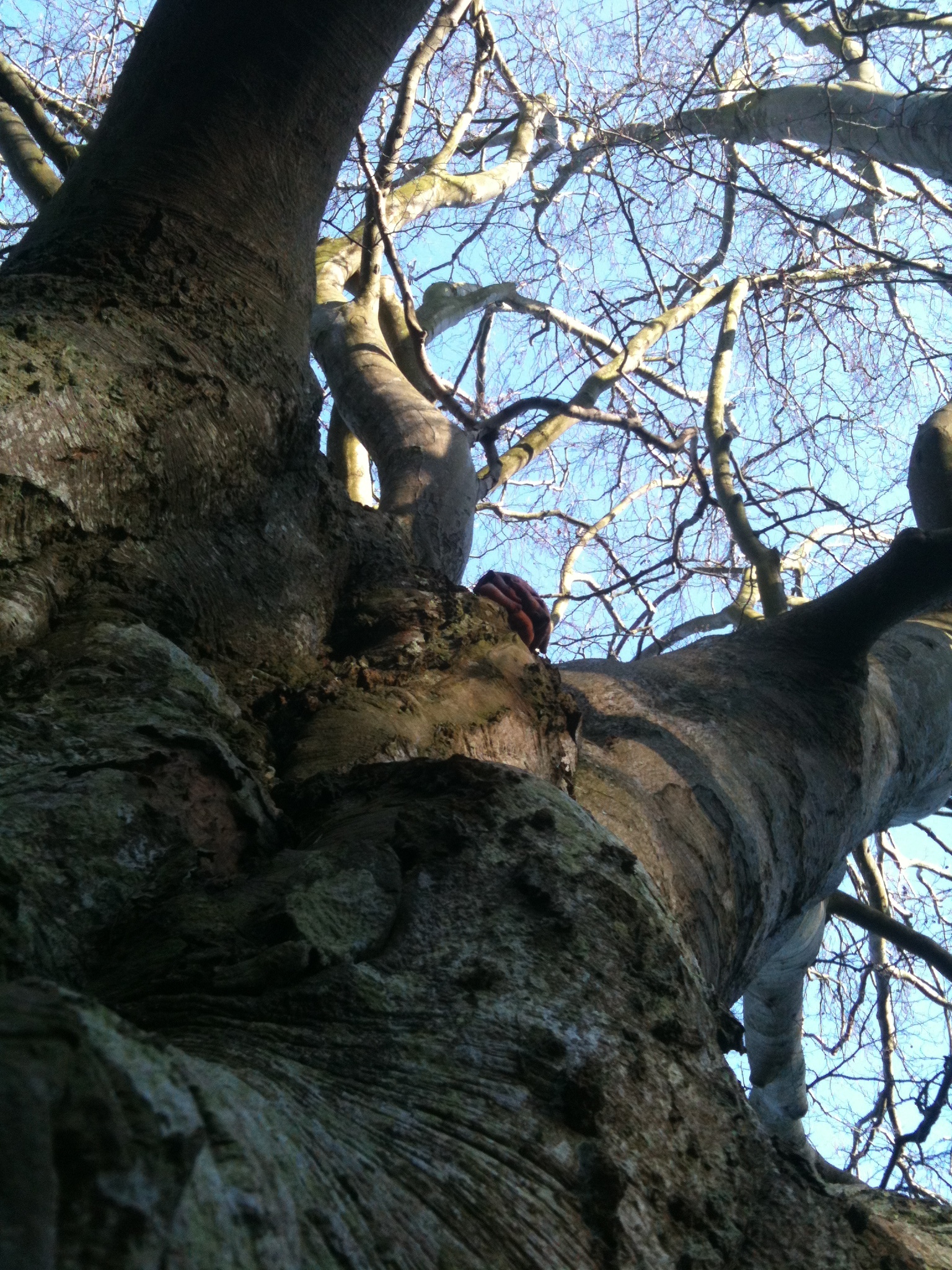 Bøgetræ på Langeland, ved Storebælt