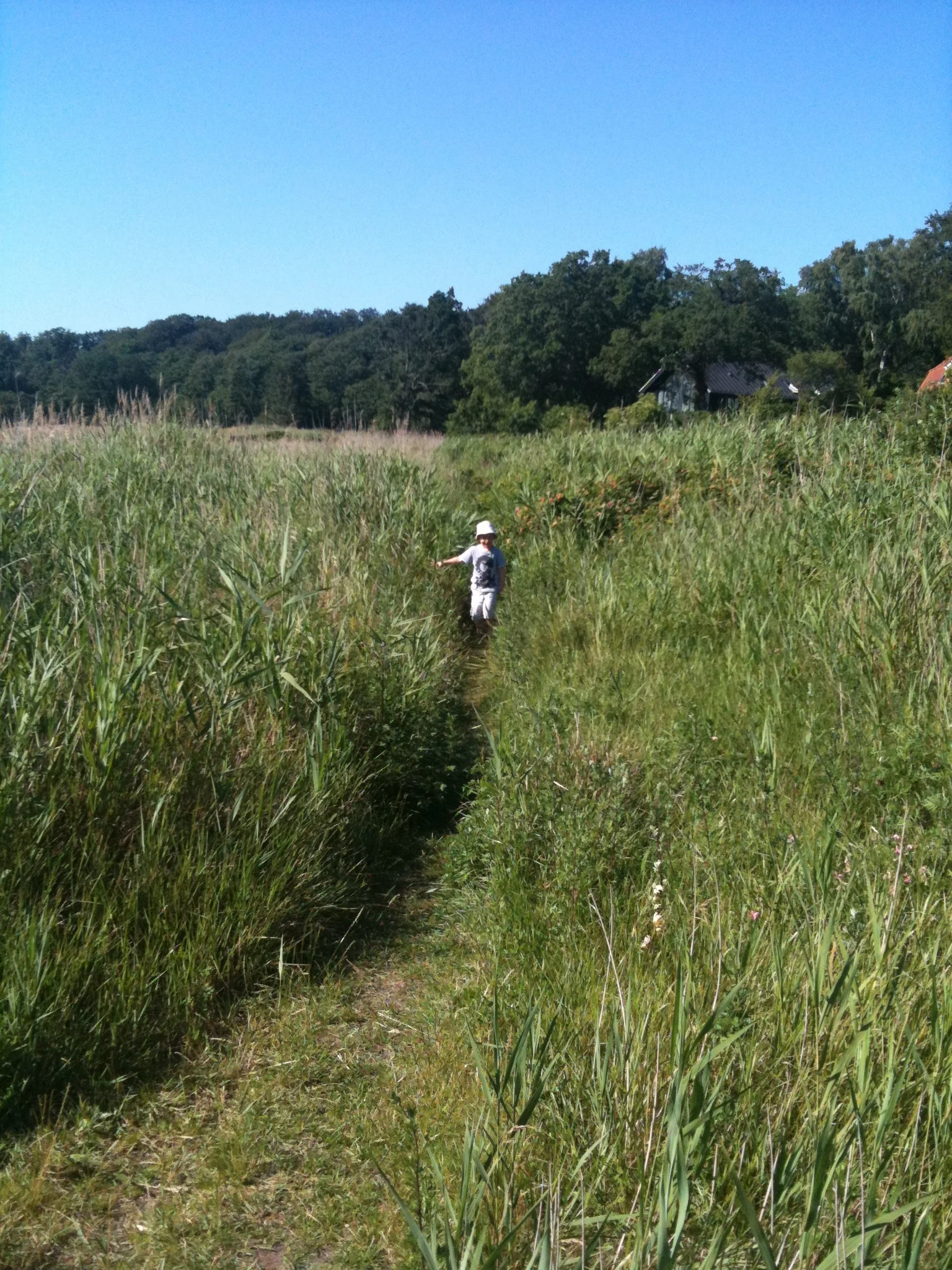 William i Christiansmindes sivskov, 2011