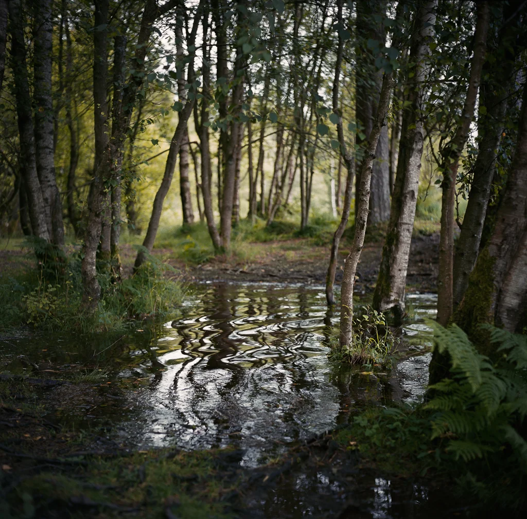Tarn Hows, Cumbria