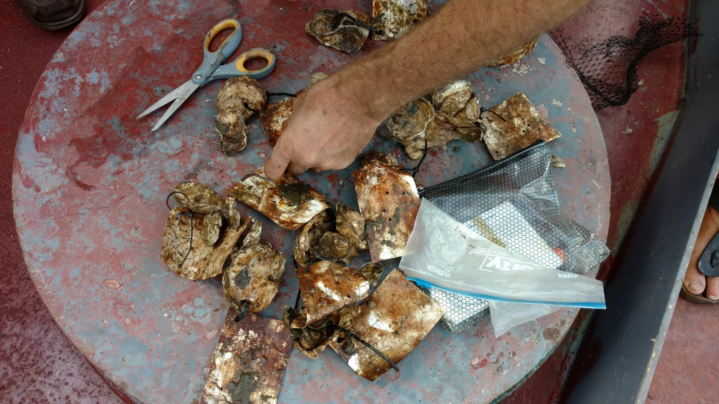 Our Billion Oyster Project (BOP) starter oysters