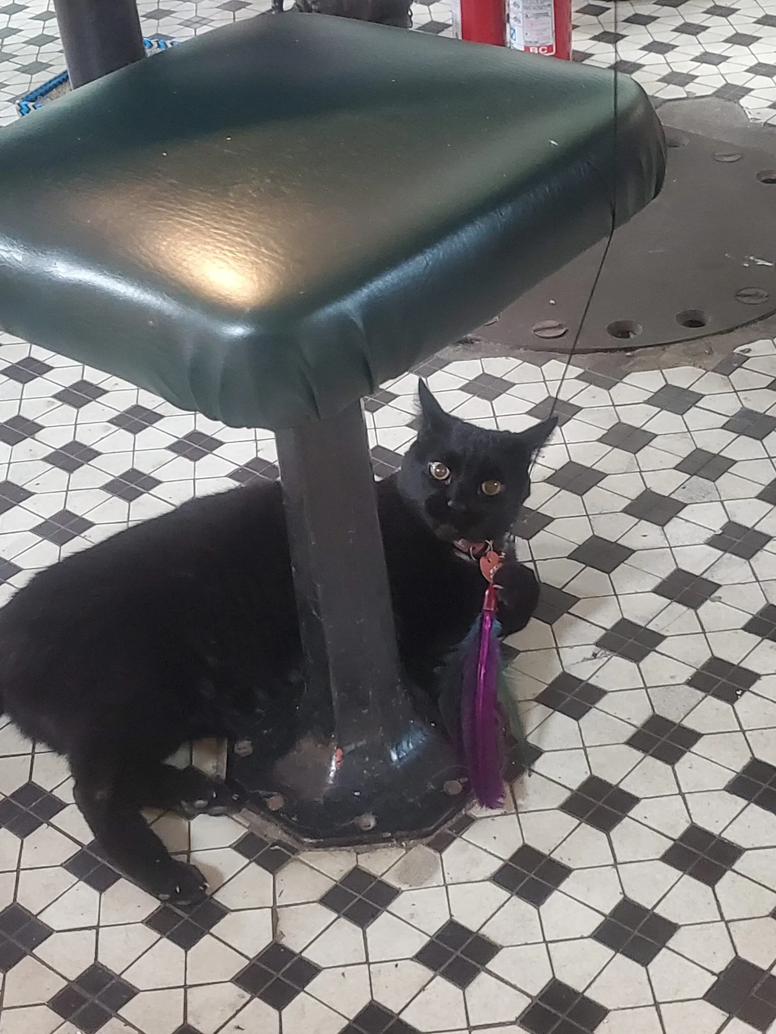 "When playing kitty wand, it's important to have an obstacle. A galley stool leg will do."

#Caturday tips from #shipcatChiclet on #historicship #MaryWhalen in #RedHook #Brooklyn #NYC.