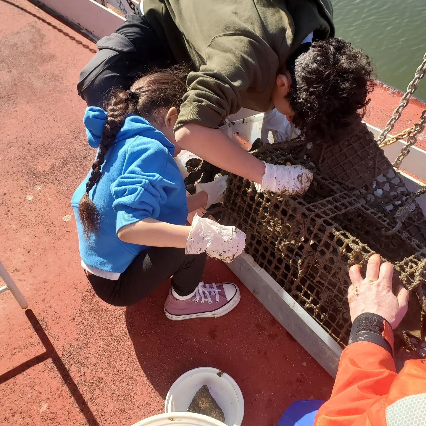 Lots-O-spat! 🦪🦪🦪 kids counting &amp; measuring oysters in our @BillionOyster basket &amp; finding 🦀🦐🐟 Data entry by Xius in Tankerman's cabin with sis and @xixismom. On #MaryWhalen in #RedHook #Brooklyn 

#oysters #Marinelife #youtheducation #h