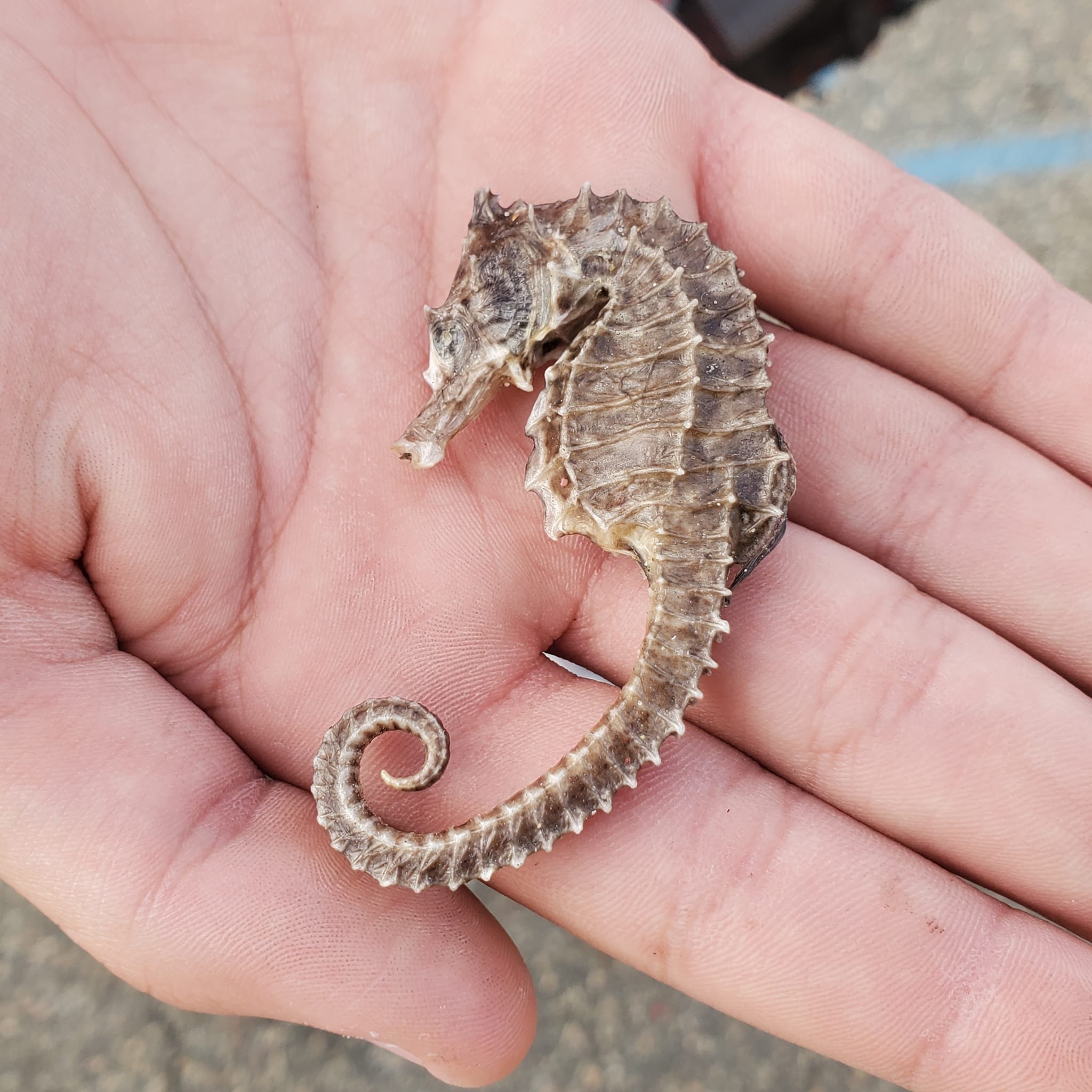 It rains seahorses around here!

The day after the eclipse, a dead, dry seahorse was found next to the fence next to the #MaryWhalen. This is not the first time this has happened!  On March 6, 2020 we found a seahorse on the deck of the Mary.

This o