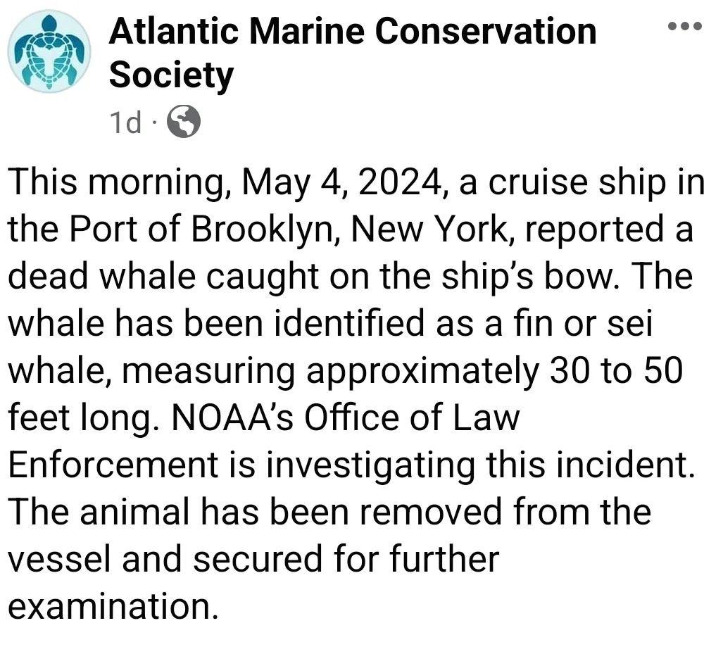 A whale came in on the bow of the MSC ship MERAVIGLIA this past Saturday morning 5/4/24.  The USACE vessel DRIFTMASTER removed the whale and took it to their debris barge in NJ. At this time, we don't know where the whale is or if it was dead or comp