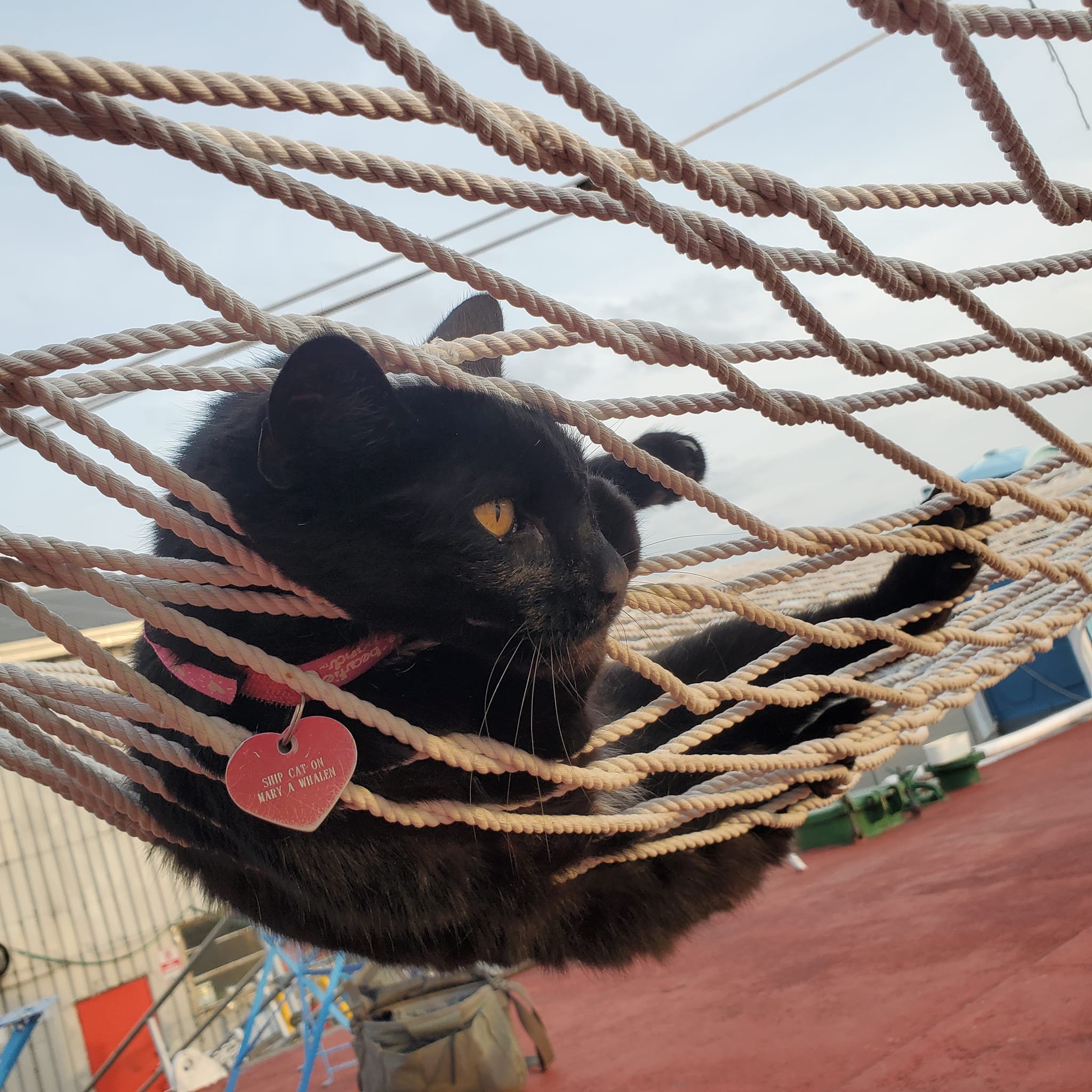 Ship cat Chiclet would like you to know that the #MaryWhalen is transitioning to summer mode! 🌞 with more  #TankerTime amenities: 

One hammock set up. Tankerman's cabin (kids books n playspace) is now open for use during TankerTime hours: Mon-Fri, 