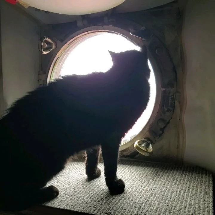 🌬🐈&zwj;⬛️ Nor'easter wind and flooding warning from us @ship_cat_chiclet and official alert from NYC Emergency Management below:

&quot;⚠️ A coastal storm is moving in today. NYC is under a Coastal Flood Warning and Wind Advisory through Monday aft