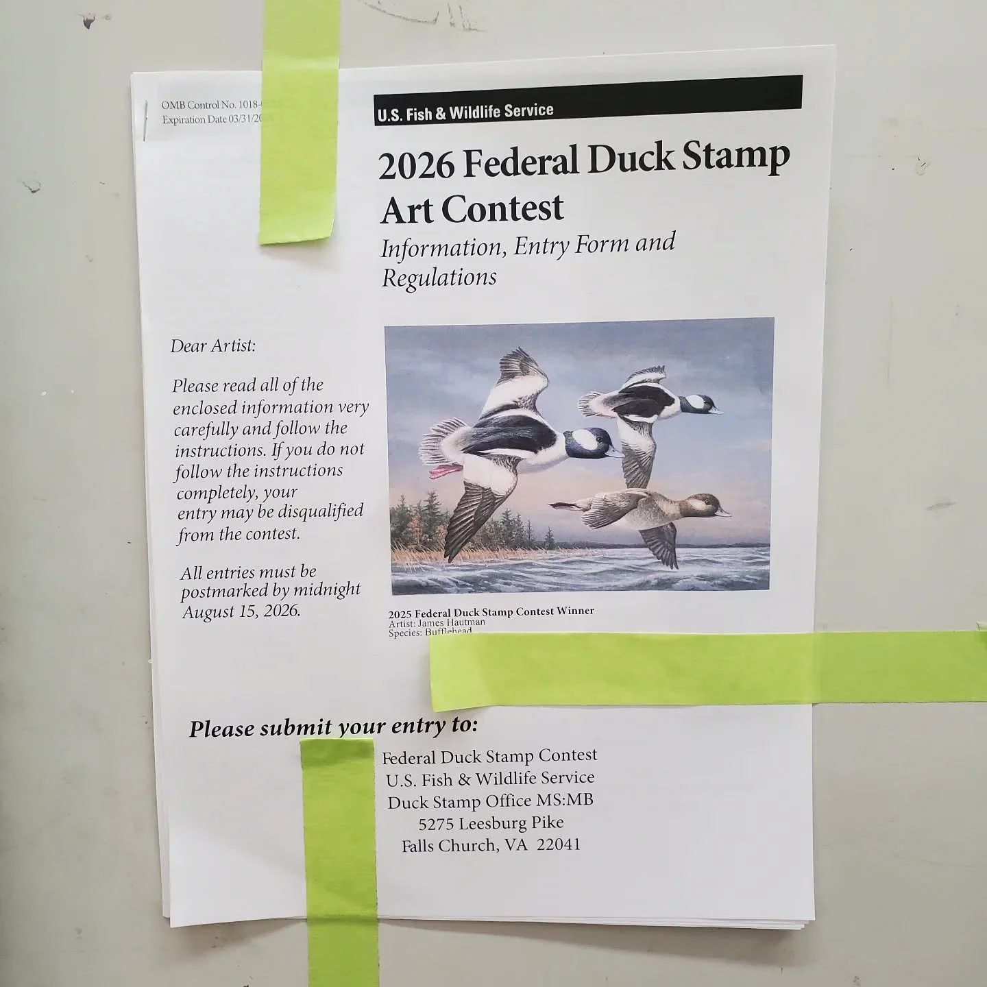 🦆 2026 Federal Duck Stamp Art Contest! Deadline is postmark August 15. Only eligible ducks are:

Cackling Goose
Blue-winged Teal
Mottled Duck
Long-tailed Duck
King Eider

More rules at https://www.fws.gov/program/federal-duck-stamp/federal-duck-stam