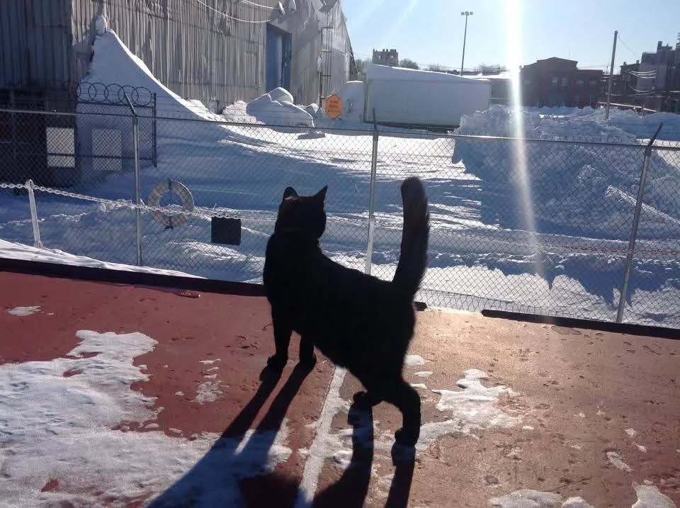 ❄️ Good morning! Happy #Caturday!  Photos show Chiclet looking at the snow from the bomb cyclone, aka Jonas, #OTD 10 years ago, and BK Trader Joe's at Court and Atlantic at 6pm last night. 

🛒 Don't overbuy in panic! Do help elderly and disabled nei