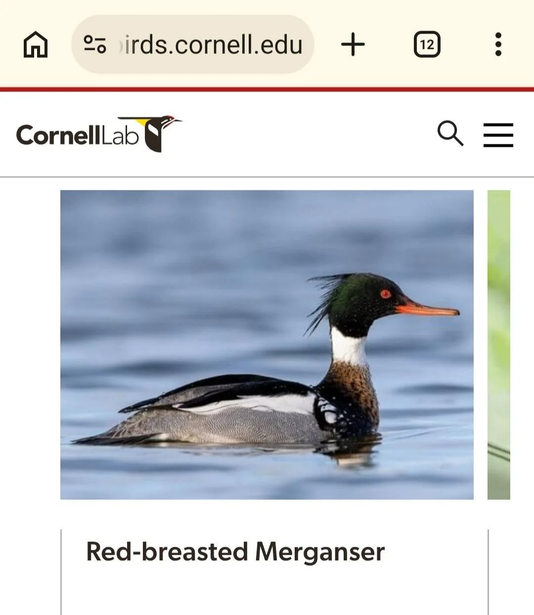 Good morning! Happy Monday. Today's waterfowl sightings from the #MaryWhalen: male red breasted merganser, male gadwall duck. Our rockstar last week was a male bufflehead (we got questions). Photos from @cornellbirds. Go there for more photos, info, 