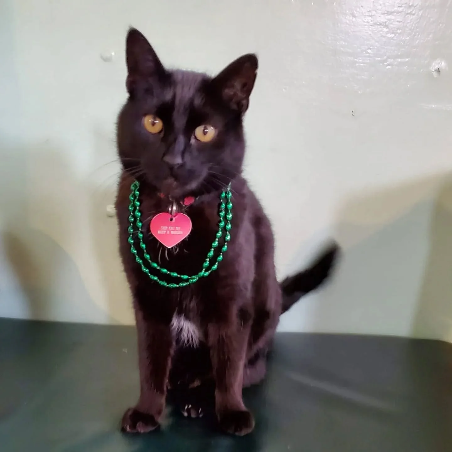 Happy St. Patrick's Day from ship cat Chiclet and the rest of us on the Mary Whalen!