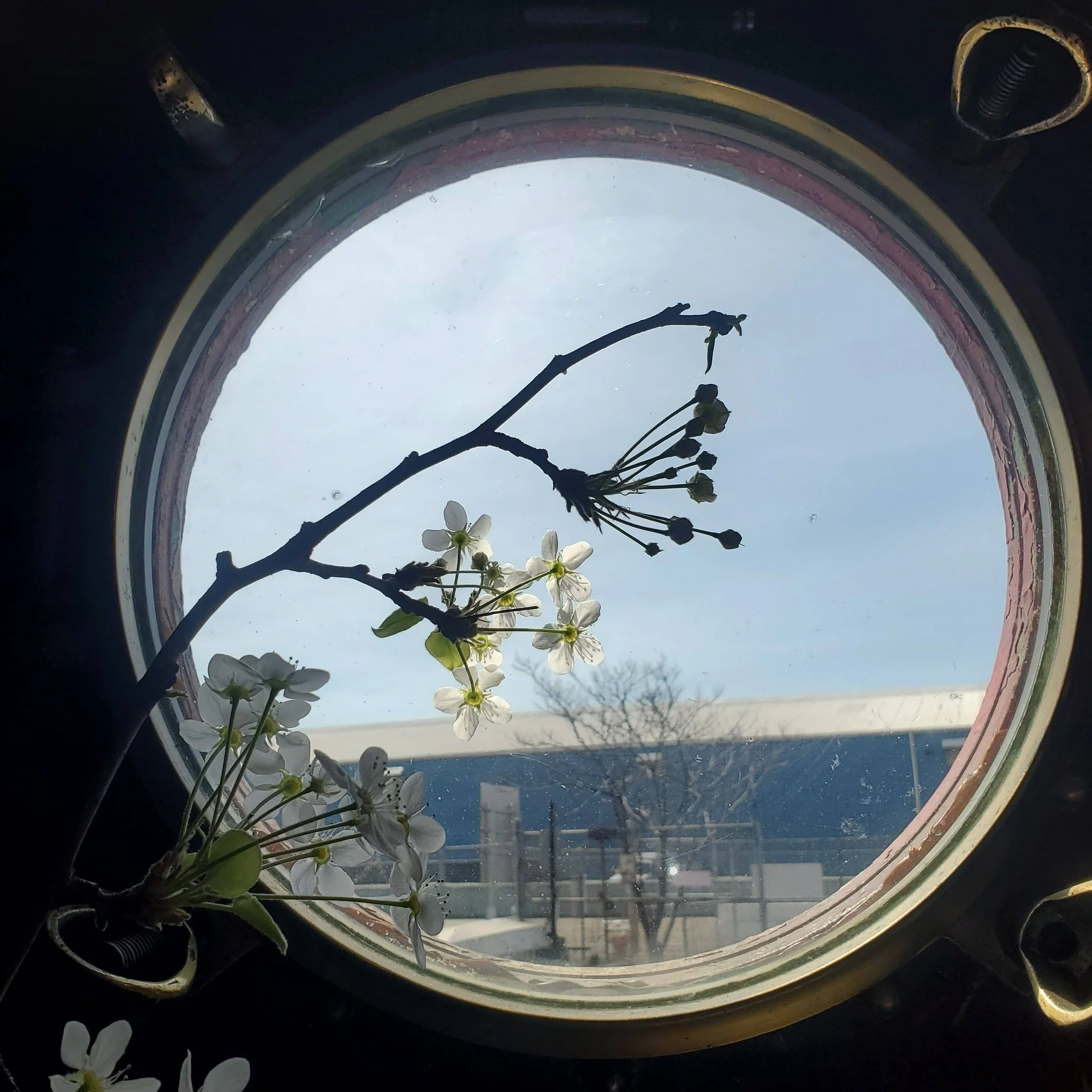 Happy first day of spring! These twigs are from a Callery Pear branch that fell on Pioneer Street (they do that), forced inside the galley of the #MaryWhalen. And with that, back to writing a preservation award application🤞