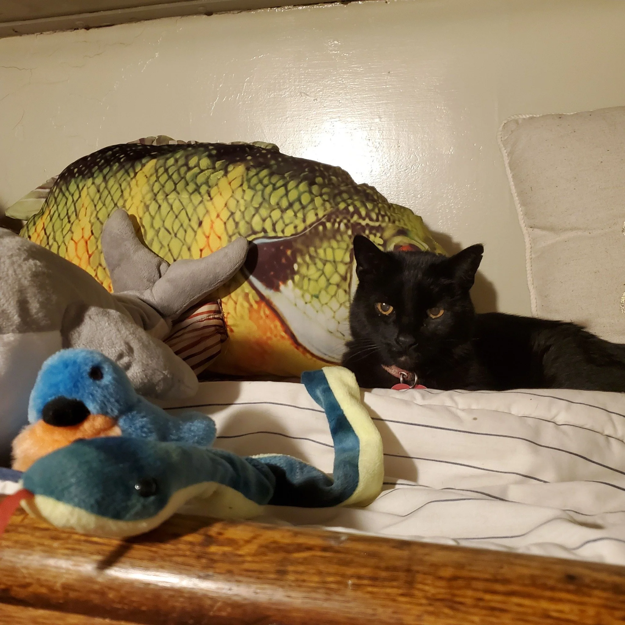 Tuesday, 4/15, at 1:45am, she returned!  She's acting a odd, a little withdrawn, but she's back!