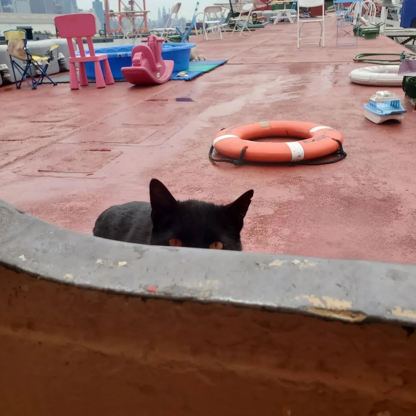 🐈&zwj;⬛️ Happy #Caturday from ship cat Chiclet!

💧 She wants you to know that the kiddie pool was just filled with fresh, cool water.

🚿 If you don't aim the hose at her favorite and open porthole, you can play with the hose!

⛴️ Missed the ferry?