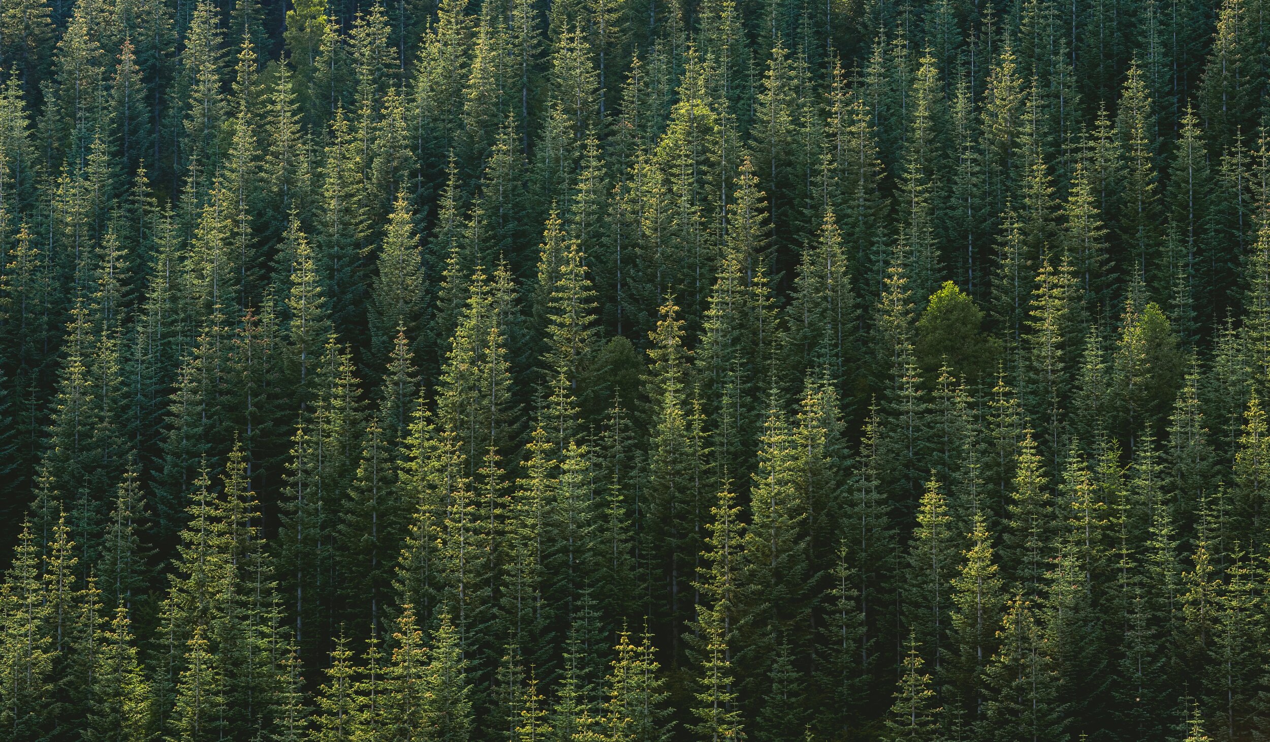 jason-leem-50bzI1F6urA-unsplash.jpg