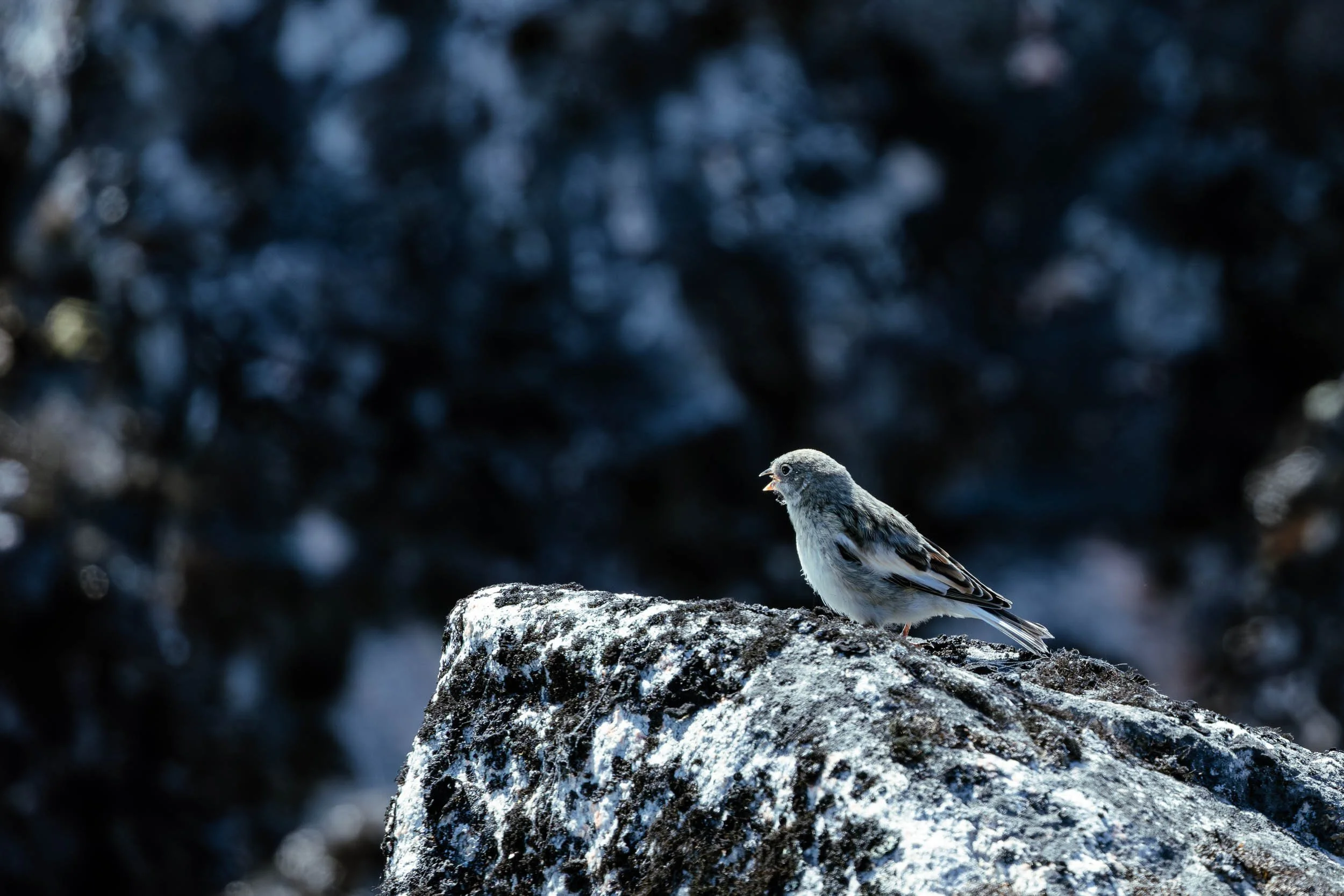 Snow Bunting (?)