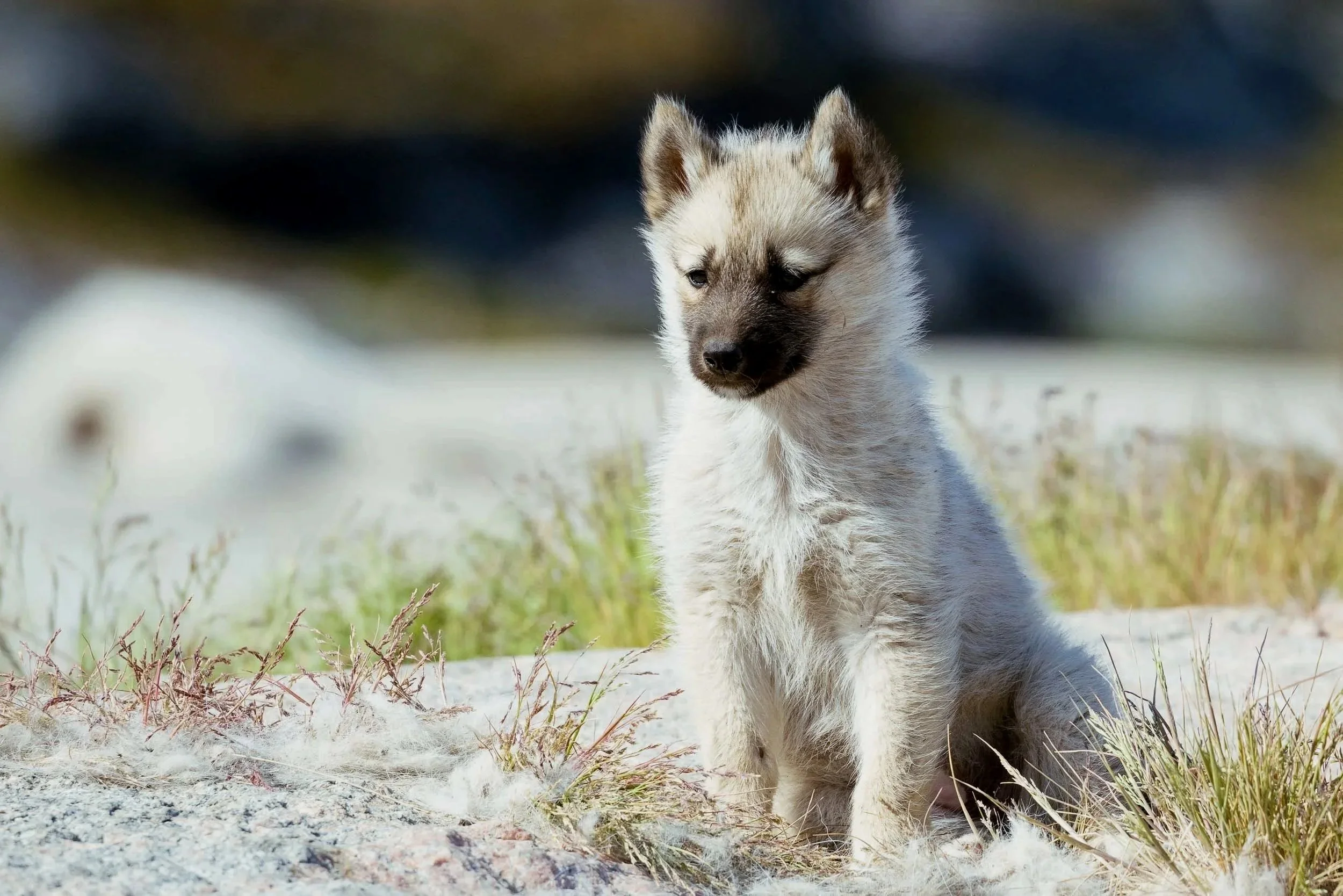 Greenland Sled Puppy