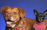thecanineteamweb.jpg