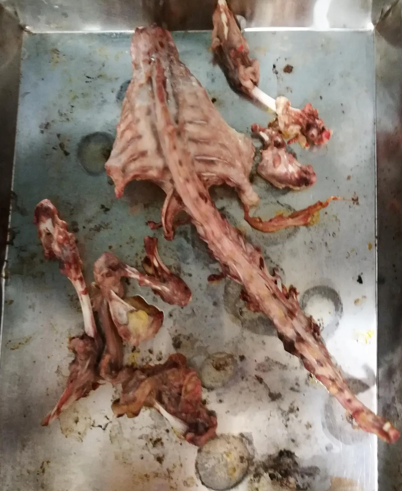 FaceHuggerRostizadito.jpg