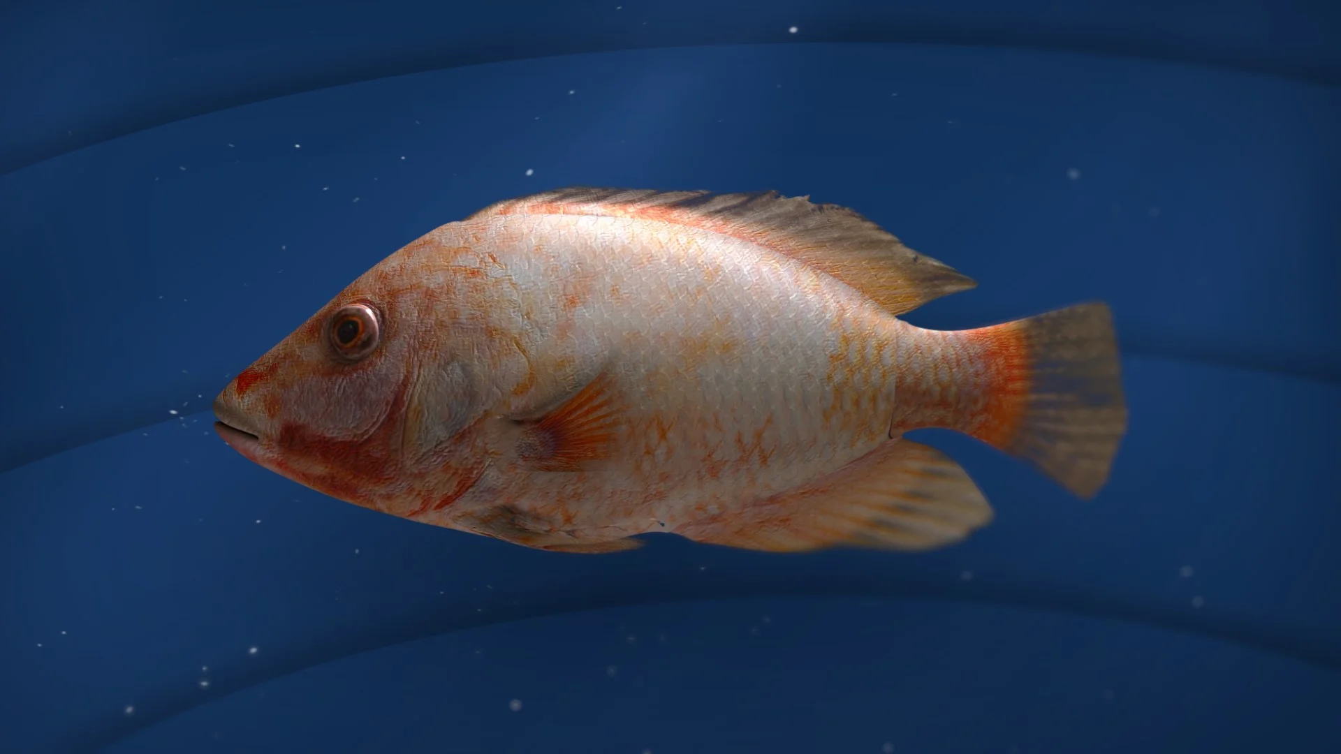 FISH_16X9_v009.jpg