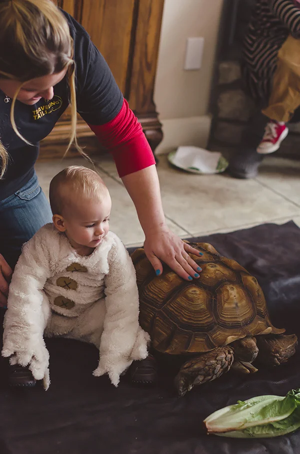we also had an indoor petting zoo that included a large tortoise, chinchilla, ring tail lemur, coatimundi, cockatoo parrot, a bearded dragon and a bunny! it was so cute to watch the little kids with the sweet animals! 