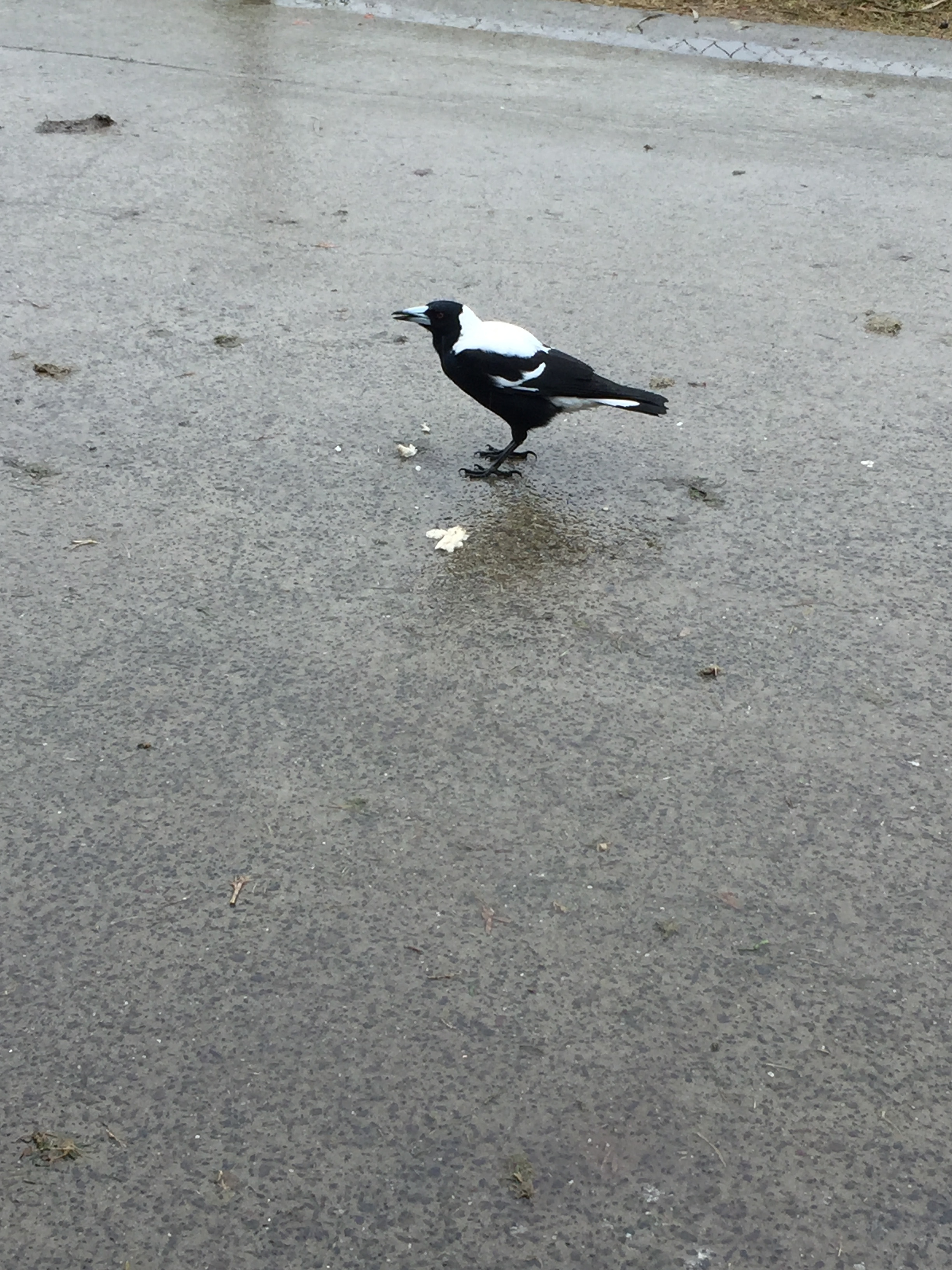 Magpies are out, no matter what the weather is!