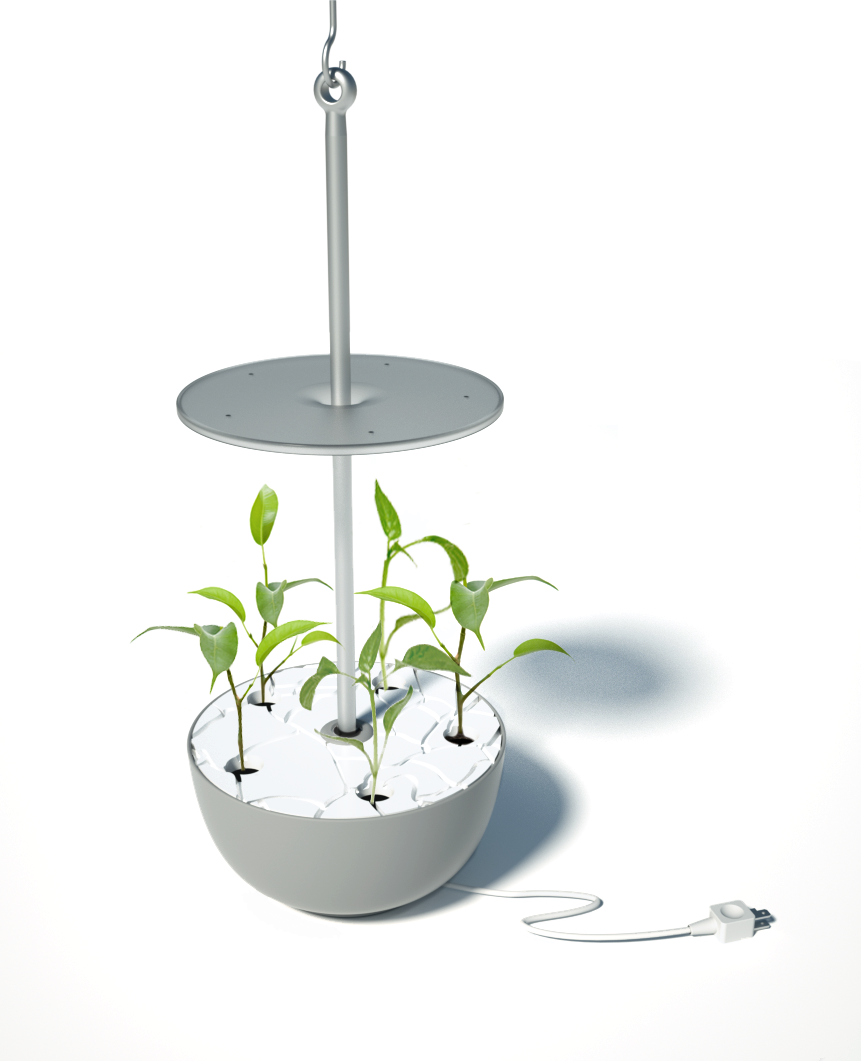 buntpan with plants.png