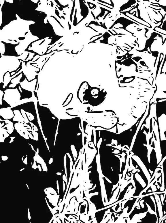 B;ack and white high contrast drawing from a photo of a poppy