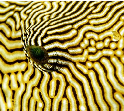 Puffer Fish pattern from National Geographic nature pattern site