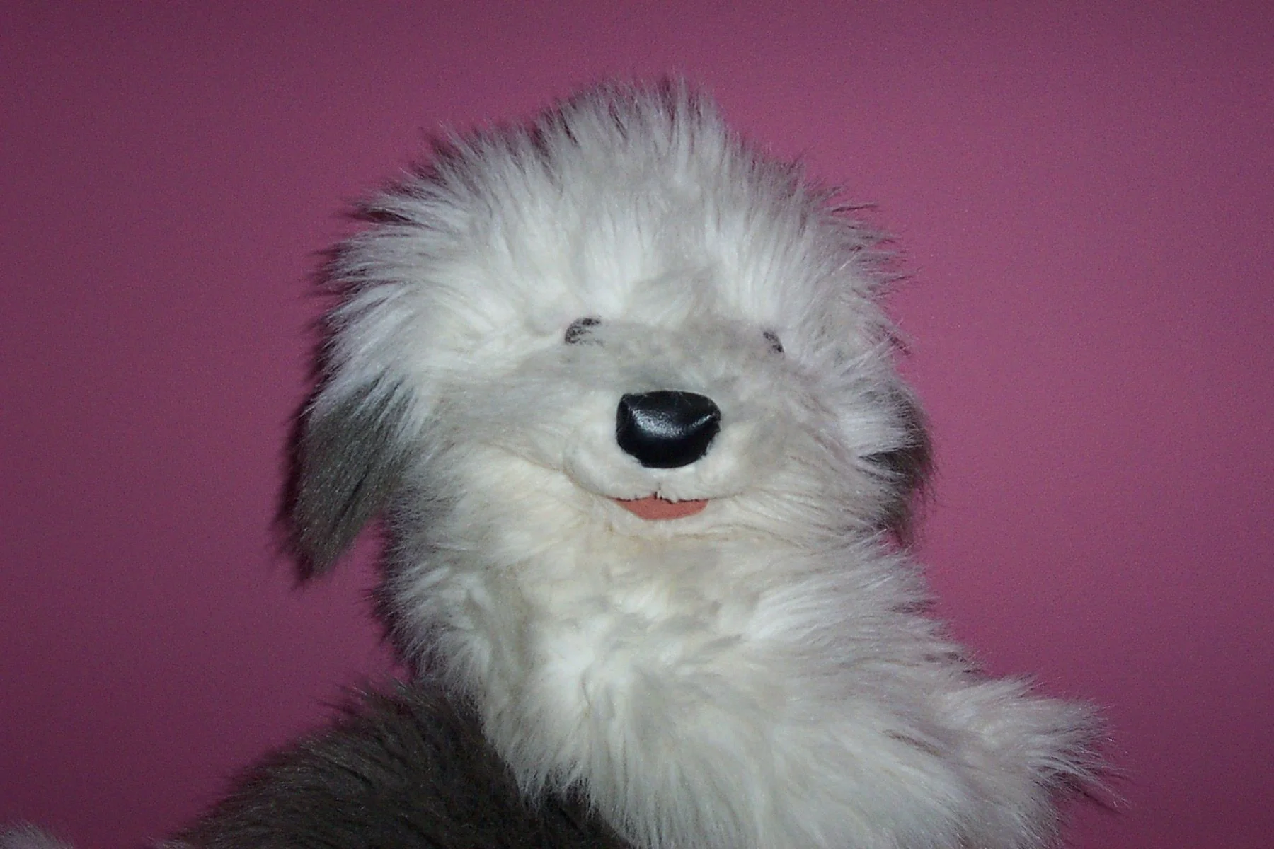 Theobold the dog that's bold about God is looking forward to meeting you