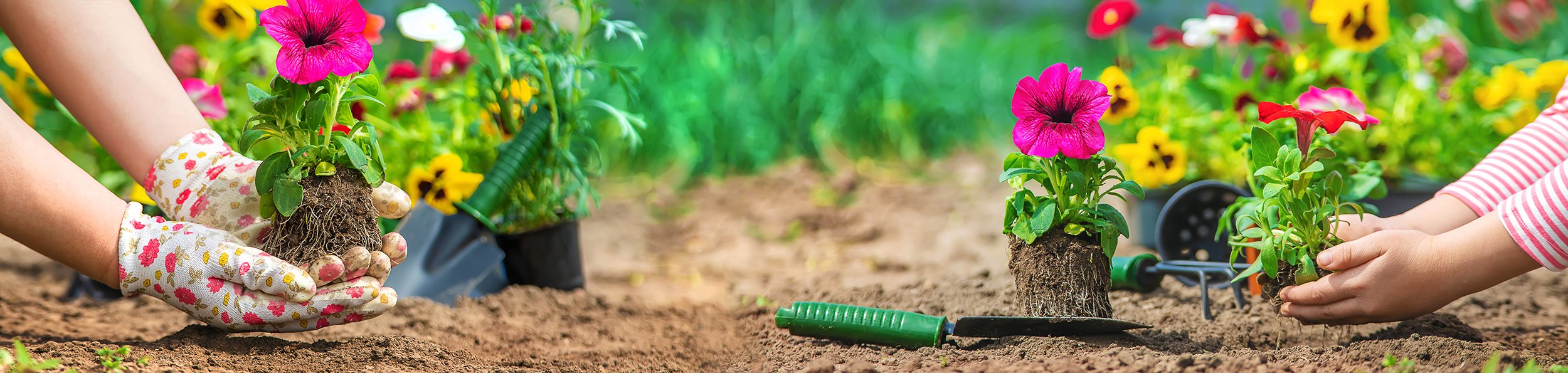 Plant-Seeds-Header.jpg