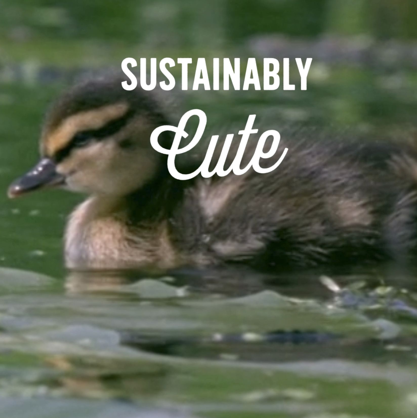 Ducklings