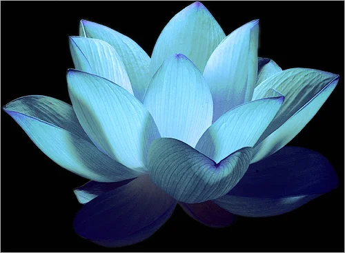 blue lotus flower.jpg