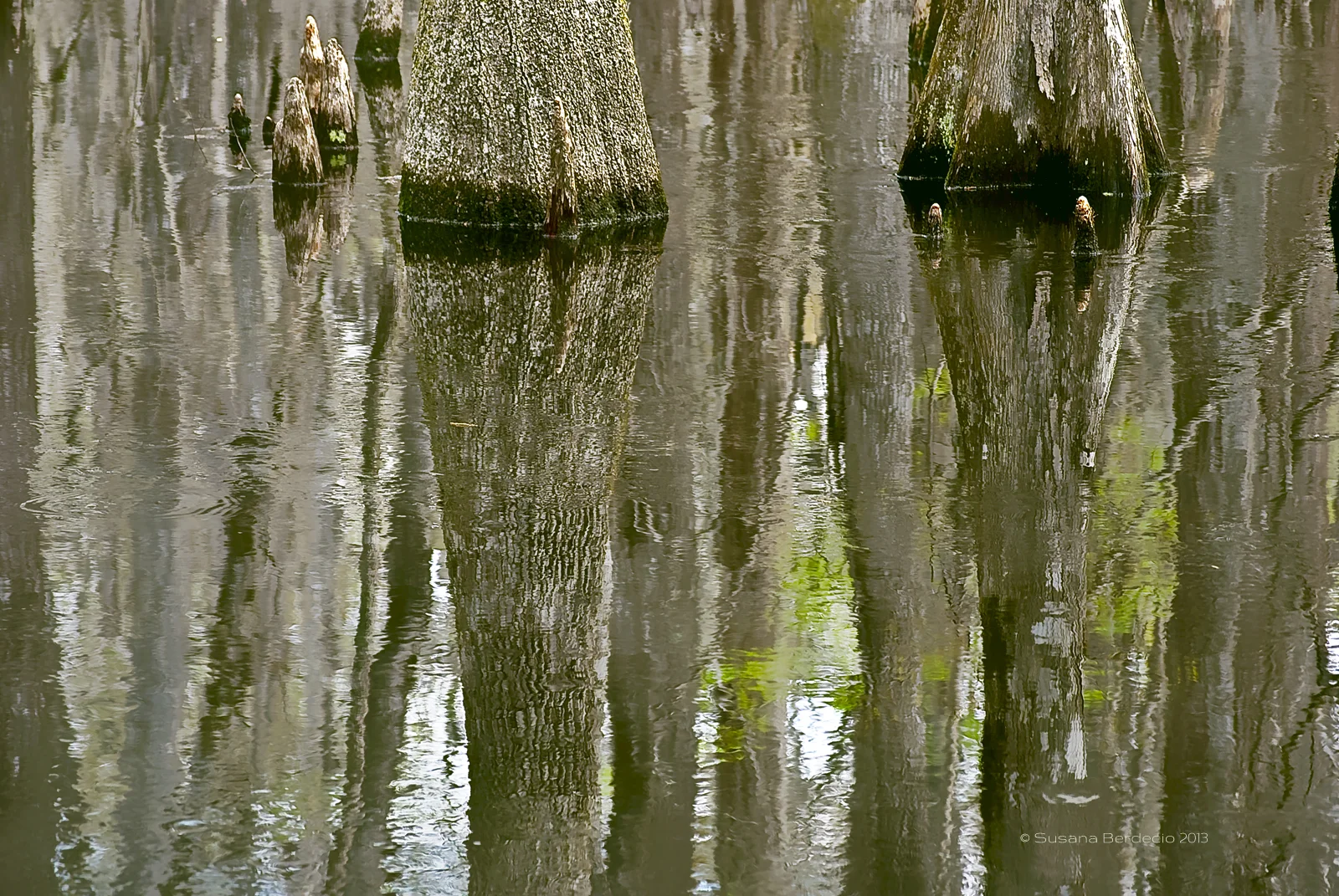 cypress and tupelo swamp