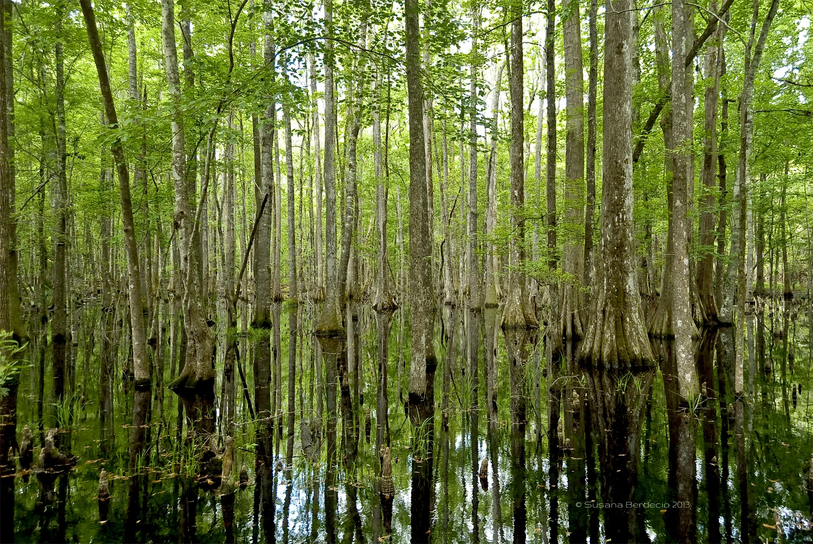 spring swamp 1