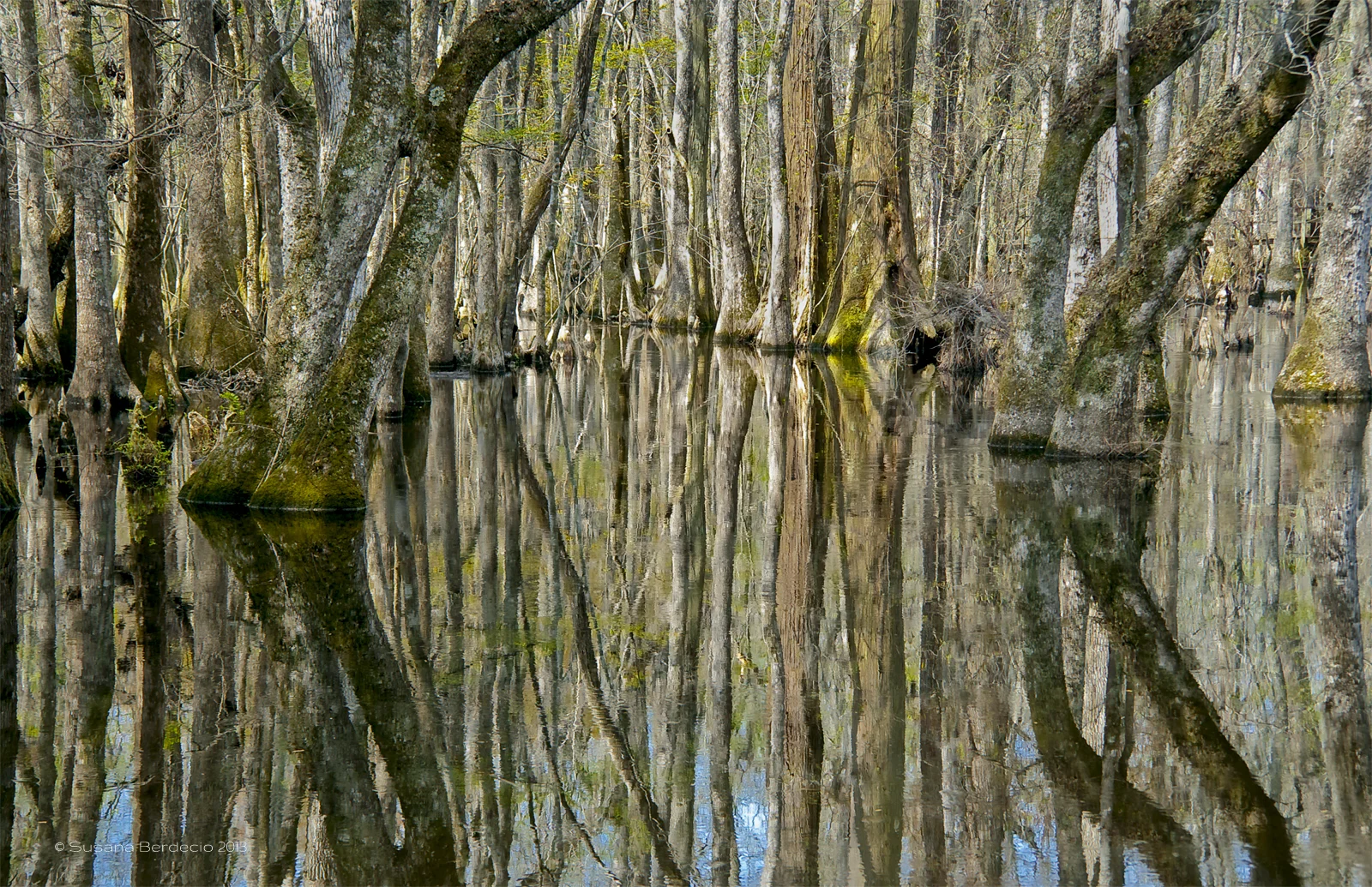 spring swamp reflection