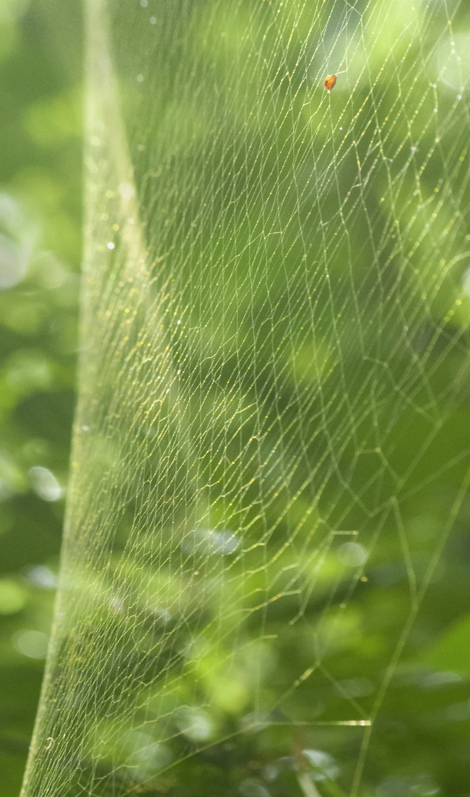 orb weaver web 2 07.20.14 DSC_7360.jpg