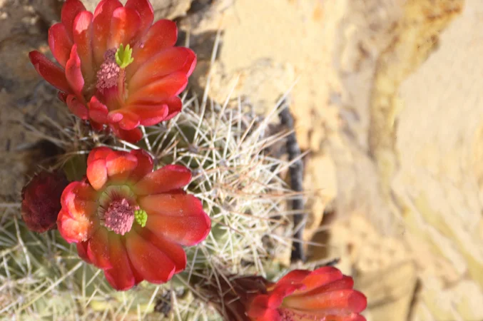cactus flowers photo by Dale Pickard Radiant Engineering Inc