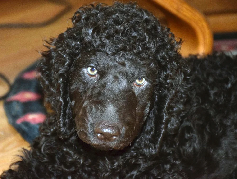 His name is Taz. This pup is the the office Irish Water Spaniel at ten weeks old.