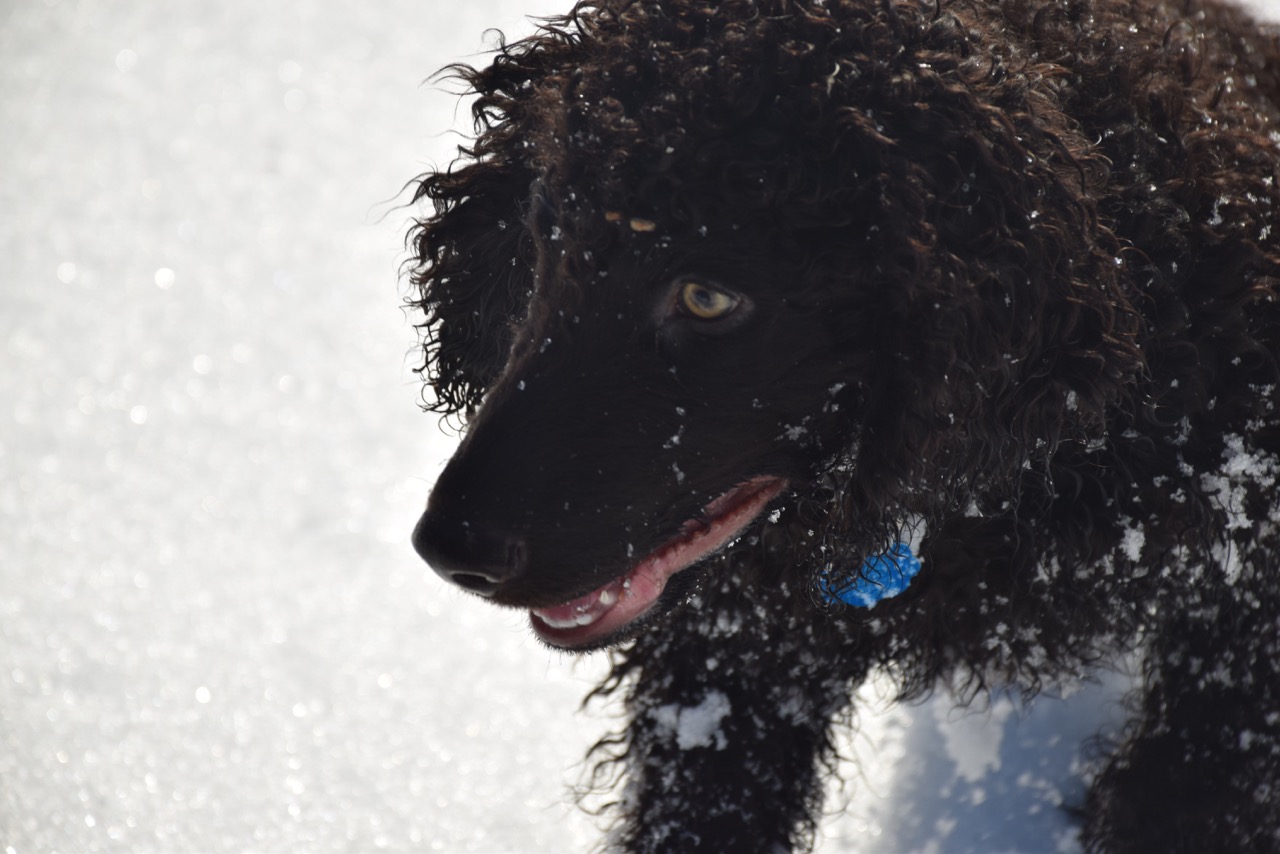 This is Taz's first winter, November 2017.
