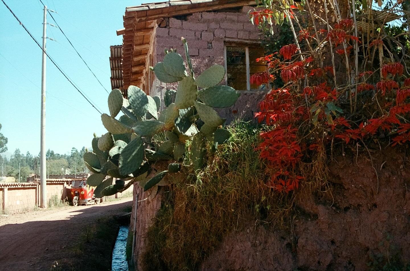 Developing 35mm film from my time in Peru. During my artist residency with @arquetopia I spent my days reading or spinning in the garden with the hummingbirds, or walking dusty lanes searching for wild cochineal - a parasitic insect that grows on pri