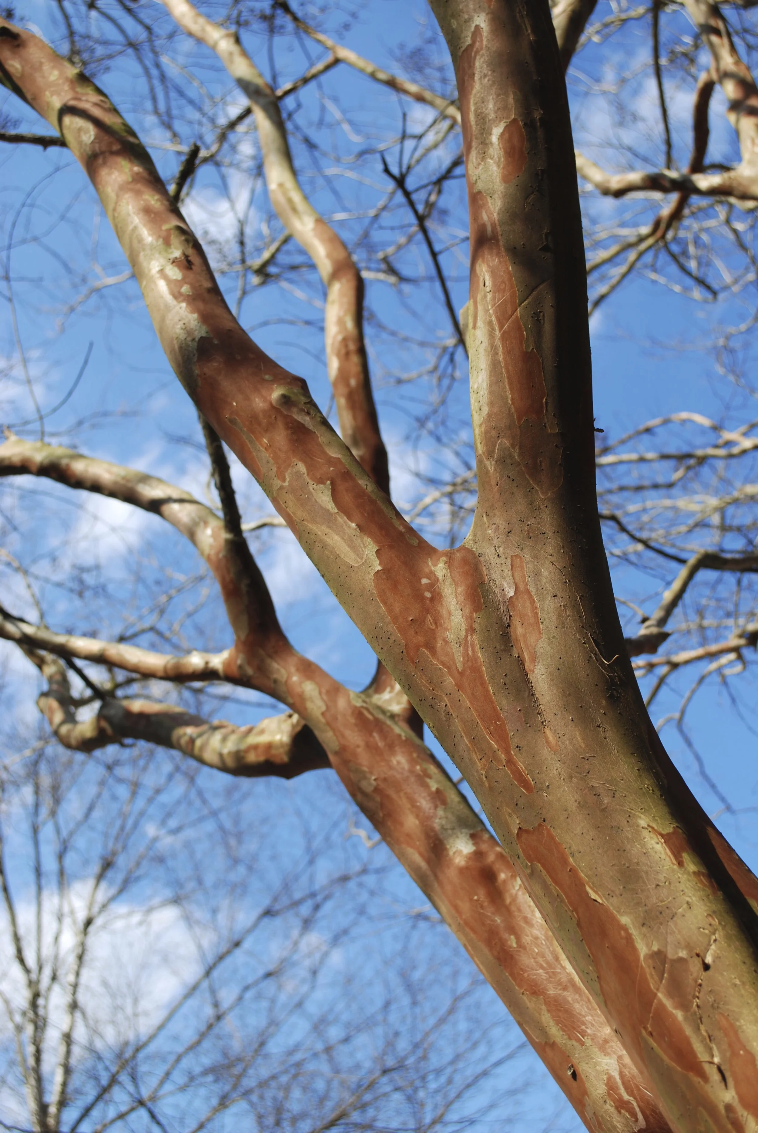 Crepe Myrtle trees greet me each day when I arrive at school.