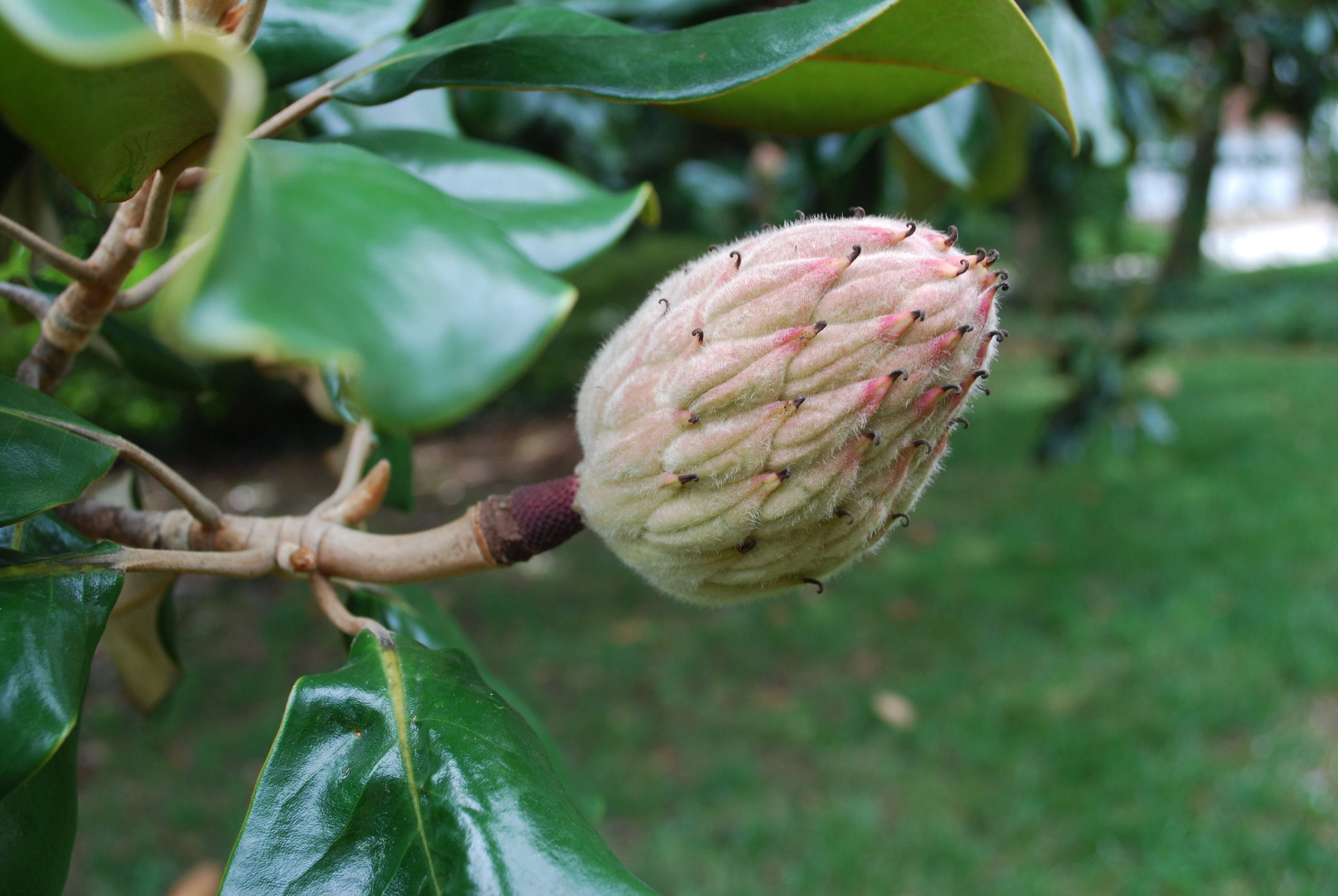 Love the incredible peach, pink and soft fuzzy greens...